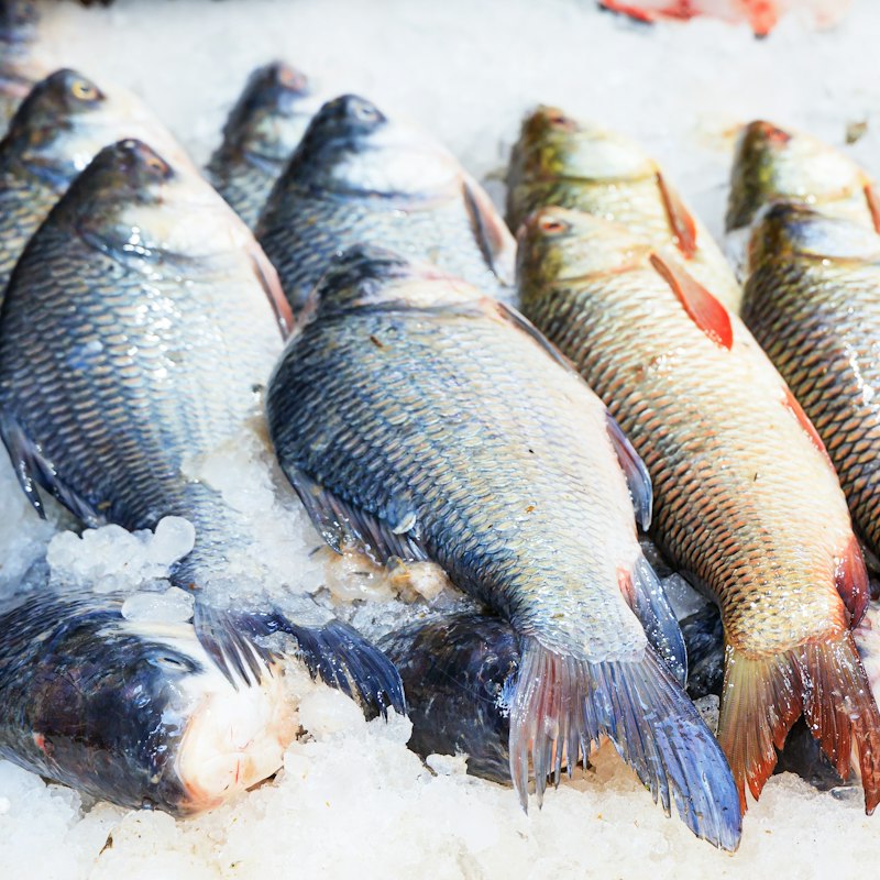 Katla Fish