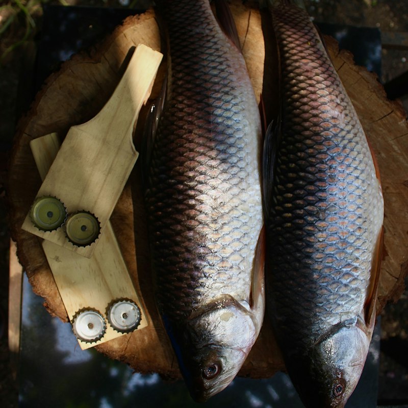 Katla Fish
