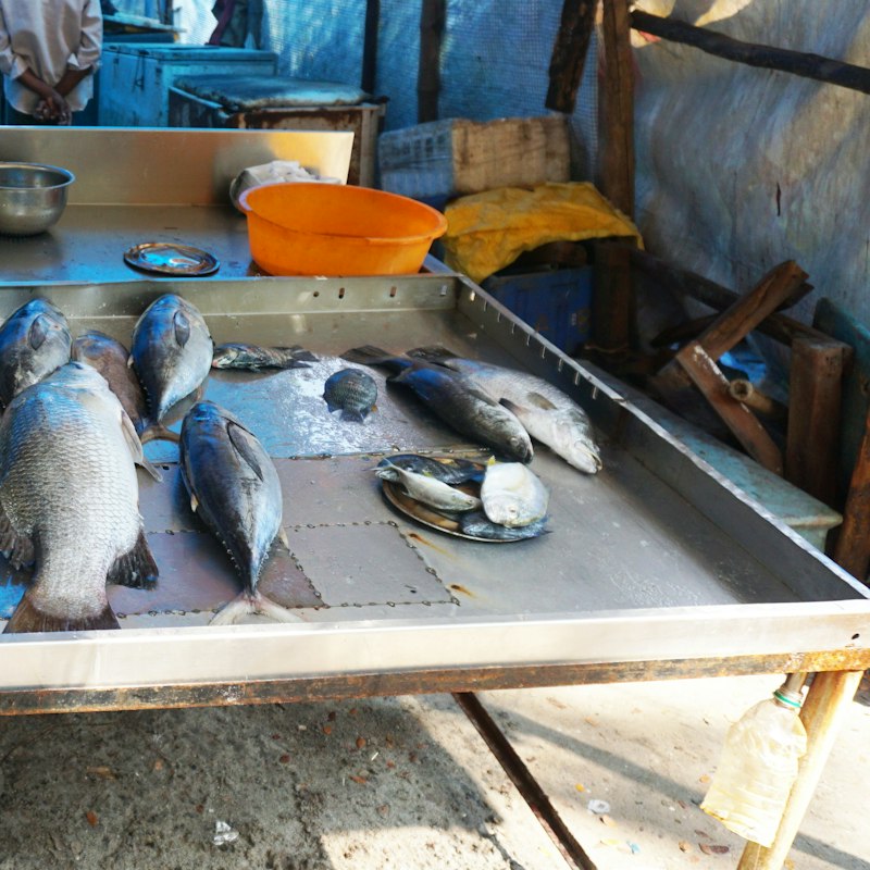Farm Tilapia